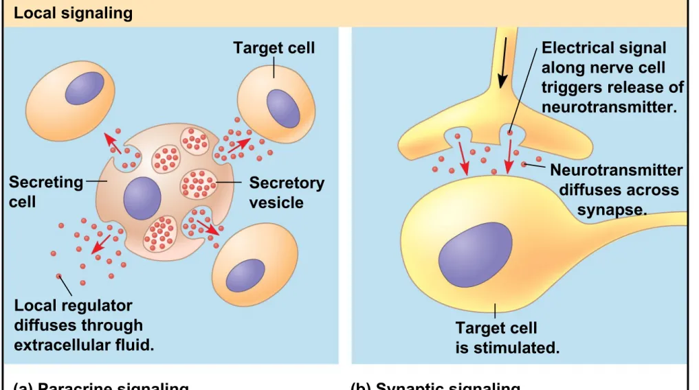 Figure 11.5a Local signaling Target cell Secreting cell Secretory vesicle Local regulator diffuses through extracellular fluid.