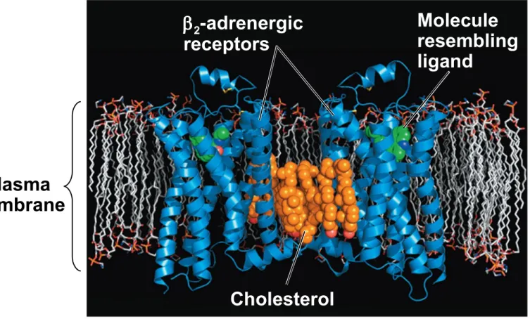 Figure 11.8 Plasma membrane Cholesterol2-adrenergicreceptors Molecule resemblingligand