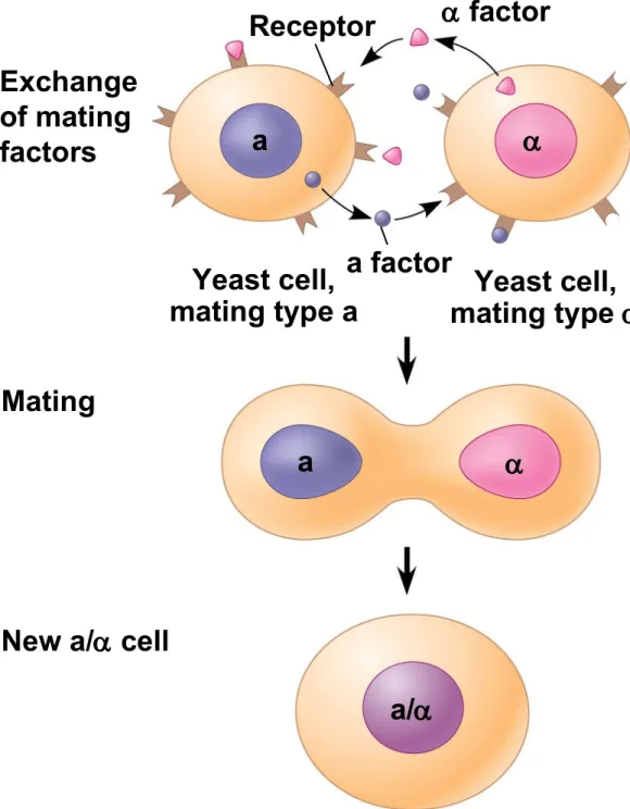 Figure 11.2 Exchange  of mating  factors Receptor  factor a factor Yeast cell,