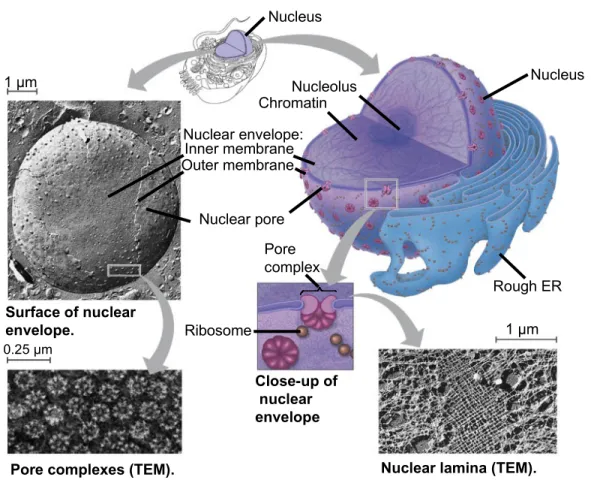 Figure 6.10 Nucleus NucleusNucleolusChromatinNuclear envelope:Inner membraneOuter membraneNuclear poreRough ERPorecomplexSurface of nuclear envelope.