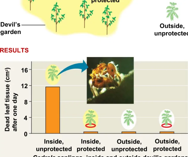Figure 2.2 Duroia tree Devil’s  garden Cedrelasapling Inside, unprotected Inside, protected Insect barrier Outside, protectedOutside, unprotectedEXPERIMENT RESULTS Inside, unprotected Inside, protected Outside, unprotected Outside, protected Cedrela saplin