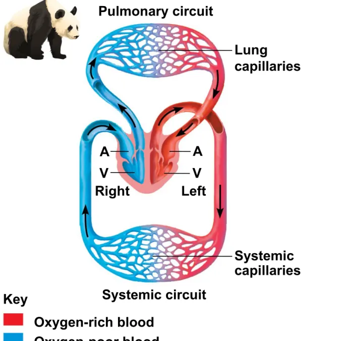 Figure 42.4b (b) Double circulation Systemic circuit Systemic capillariesRightLeftAAVVLungcapillariesPulmonary circuit Key Oxygen-rich blood Oxygen-poor blood