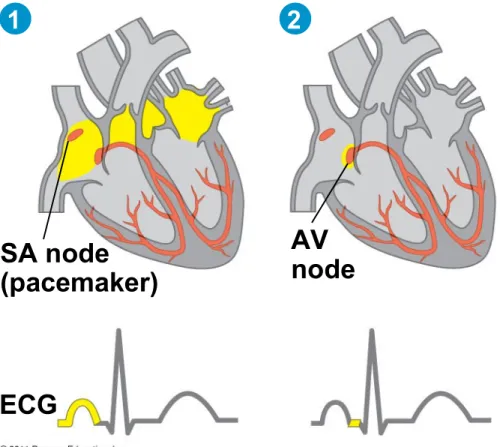 Figure 42.9-2 SA node (pacemaker) AV node ECG1 2