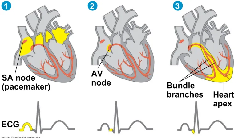 Figure 42.9-3 SA node (pacemaker) AV node Bundle branches Heart apex ECG1 2 3