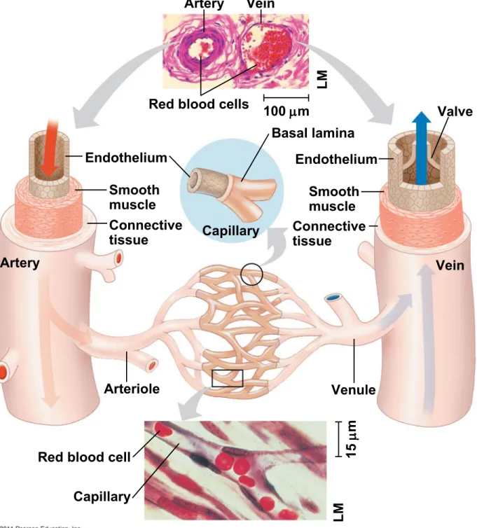 Figure 42.10 Artery
