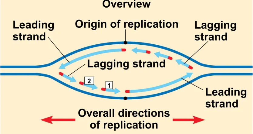 Figure 16.16a Origin of replicationOverview Leading strand Leading strandLaggingstrandLagging strand Overall directions of replication21