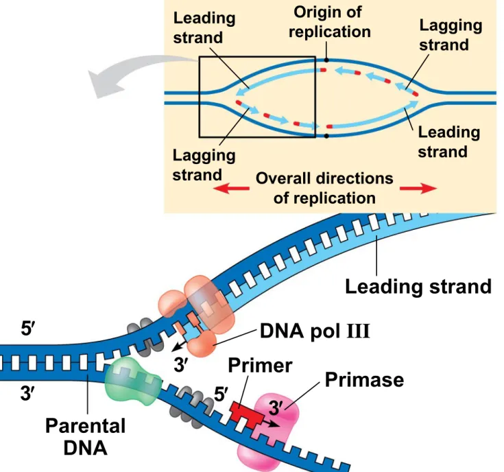 Figure 16.17a Overview Leading strand Origin of  replication Lagging strand Leading strand Lagging