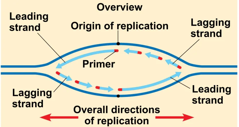 Figure 16.15a Leading strand Lagging strand Overview