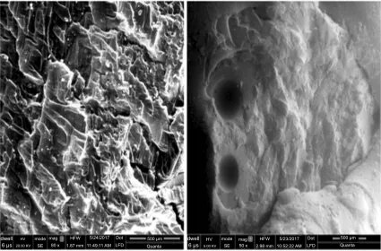 Figure 6 SEM micrographs of NC hydrogels (BM-8).Abbreviations: SEM, scanningelectron microscopy; NC, nanocompsite.