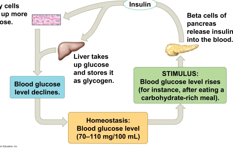 Figure 45.13a-2 Body cells take up more glucose. Insulin Beta cells of pancreas release insulin into the blood.