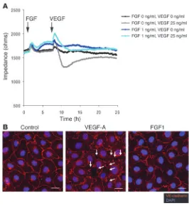 Figure 8FGF treatment maintains EC junctions and decreases endothelial 