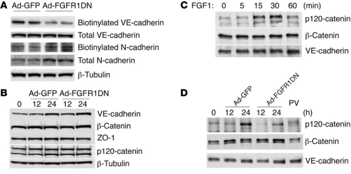 Figure 9FGF dependence on VE-cadherin/p120-catenin interaction and VE-cadherin plasma membrane retention