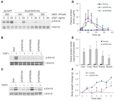 Figure 1Validation of the sFGFR system. (A) sFGFR blocks FGF-induced Erk1/2 phosphorylation in vitro in a dose-dependent manner