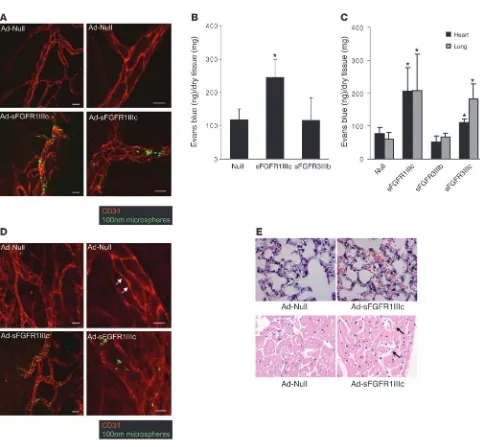 Figure 2Impaired vascular integrity in mice lacking FGF signaling. (