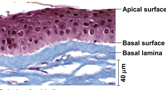 Figure 40.5ab Apical surface Basal surface Basal lamina 40 m Polarity of epithelia