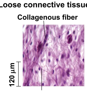 Figure 40.5bb