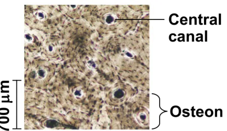 Figure 40.5bd Bone Central canal Osteon 700 m
