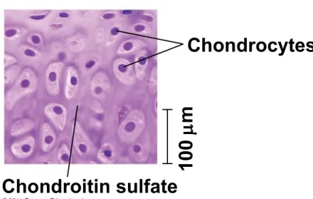 Figure 40.5bf