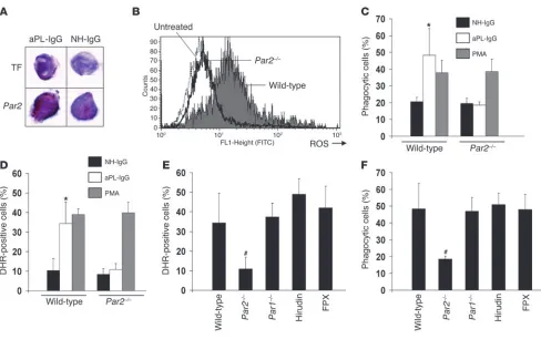 Figure 1PAR2 is required for aPL-IgG–induced neutrophil activity. (A) Immunohistochemical detection of TF and PAR2 on neutrophils from aPL-IgG– and NH-IgG–treated mice