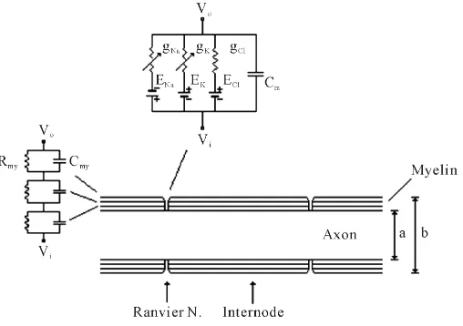 Figure 1. Equivalent electrical model for a myelinated nerve fiber (14). Internodal part is represented as serially connected parallel re-sistance and capacitance circuits (Rmy, Cmy) that resemble wrapped Schwann cell membrane plus the axon membrane