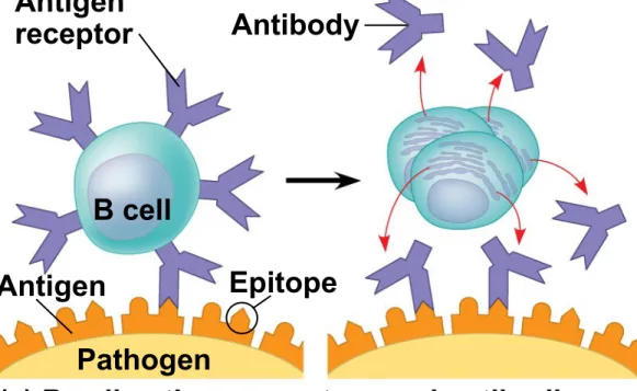 Figure 43.10 AntibodyAntigen receptor B cell Antigen Epitope Pathogen