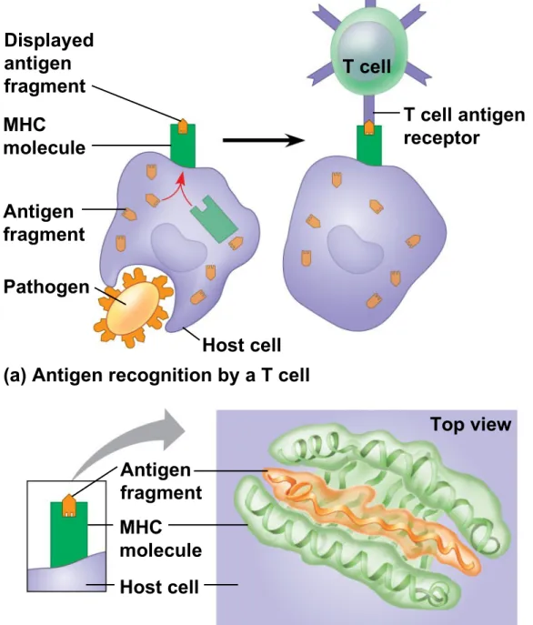 Figure 43.12 Displayed antigen fragment MHC  molecule Antigen fragment Pathogen Host cell T cell T cell antigenreceptor