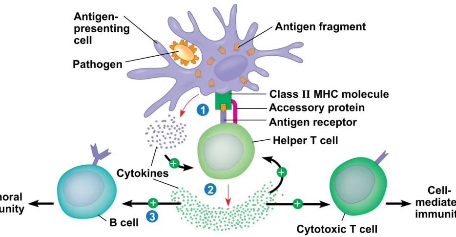 Figure 43.16  Antigen-presenting cell Pathogen Antigen fragment Class  II MHC molecule Accessory protein Antigen receptor Helper T cell Cytokines Humoral immunity  Cell-mediated immunity