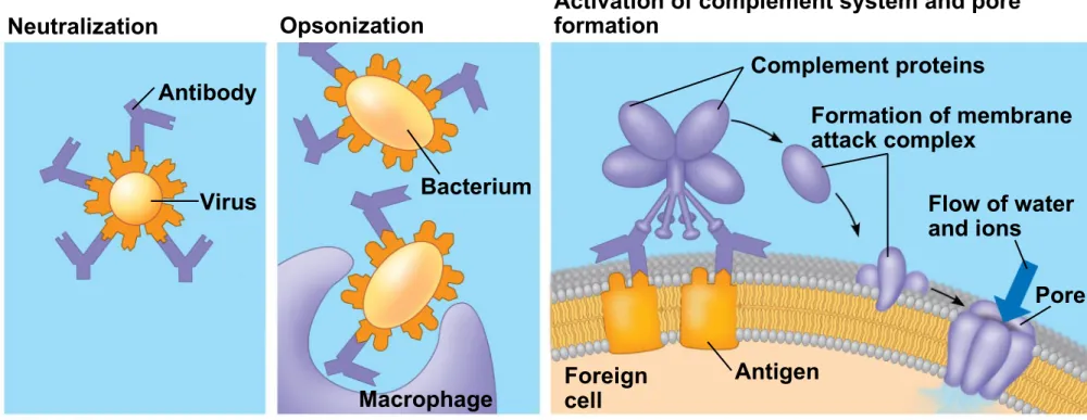 Figure 43.19 Opsonization Neutralization Antibody Virus Bacterium Macrophage