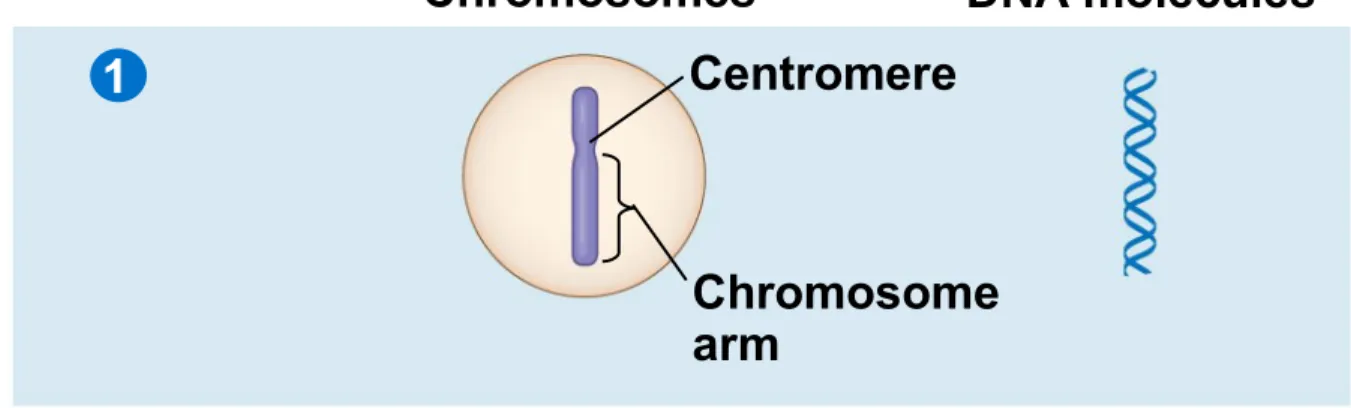 Figure 12.5-1 Chromosomes Chromosomal DNA molecules Centromere Chromosome arm1