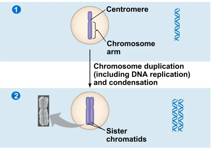 Figure 12.5-2 Chromosomes Chromosomal DNA molecules Centromere Chromosome arm Chromosome duplication (including DNA replication) and condensation