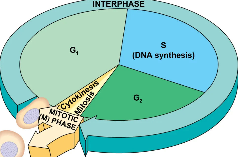 Figure 12.6 INTERPHASE G 1 G 2 S (DNA synthesis) MITOT IC (M) PH ASE