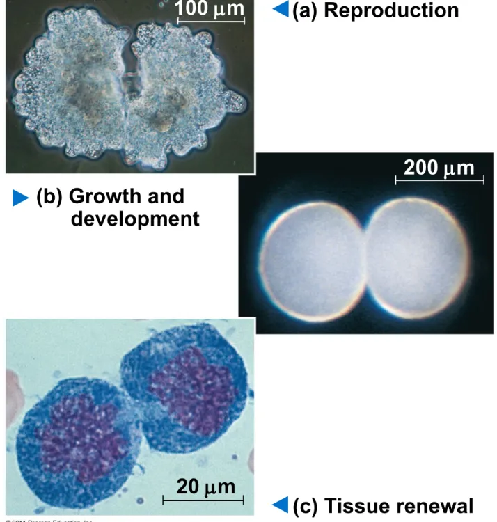 Figure 12.2 (a) Reproduction (b) Growth and       development (c) Tissue renewal20 m100 m 200 m