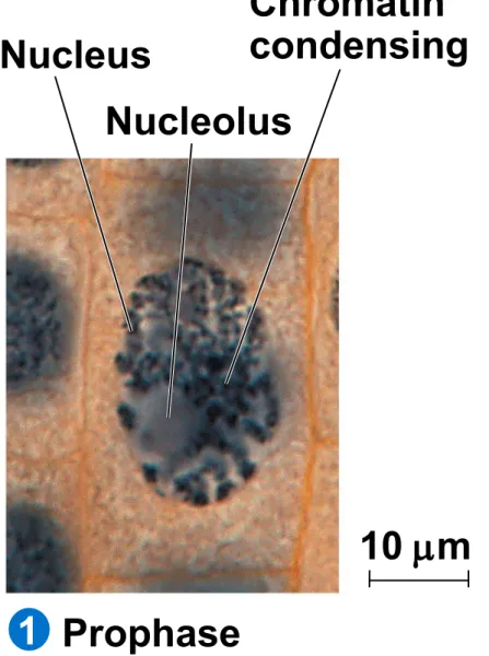 Figure 12.11a Chromatin condensing Nucleus Nucleolus Prophase1 10 m