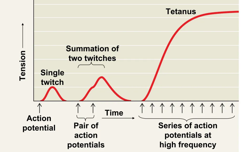 Figure 50.32 Tetanus Summation of two twitches Single twitch Action potential Pair of action potentials Series of actionpotentials athigh frequencyTimeTension