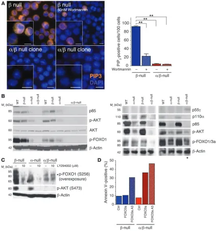 Figure 3Lack of PI3K/AKT/FOXO functional signaling output in 