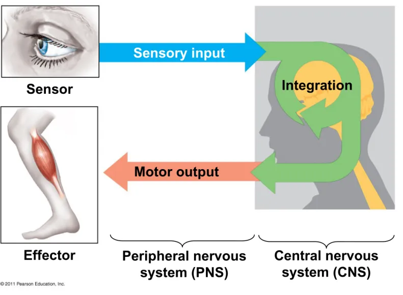 Figure 48.3 Sensor Effector Sensory inputMotor output Integration Peripheral nervous system (PNS) Central nervoussystem (CNS)