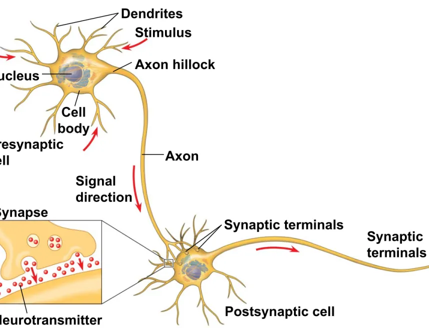 Figure 48.4 Nucleus Dendrites Stimulus Axon hillock Cell body Presynaptic cell Signal direction Axon Synapse Neurotransmitter Synaptic terminalsPostsynaptic cell Synaptic terminals