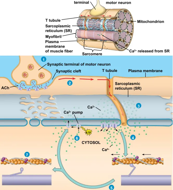 Figure 50.30 Synaptic terminal Axon of motor neuron T tubule Sarcoplasmic reticulum (SR) Myofibril Plasma membrane of muscle fiber