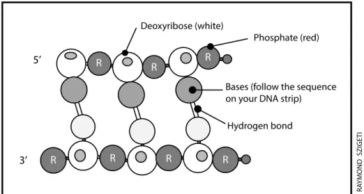 Figure S3 5’ 3’ Deoxyribose (white) Phosphate (red)Hydrogen bond