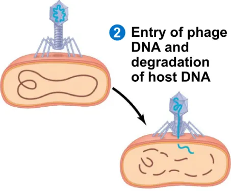 Figure 19.5-2 Attachment 21 Entry of phage DNA and degradation  of host DNA
