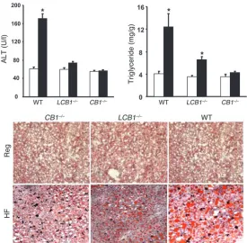 Figure 2LCB1–/– mice are susceptible to diet-induced obesity. Male and female 