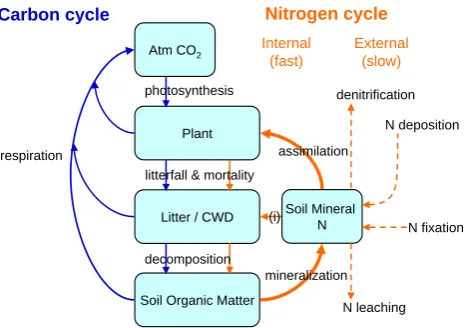 Fig. 1. Schematic illustrating feedback pathways coupling terres-trial carbon and nitrogen cycles in CLM-CN
