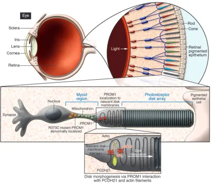 Figure 1Retinal rod photoreceptor disk assembly requires PROM1. The rod photoreceptor cell consists of an outer segment containing an array of rhodop-