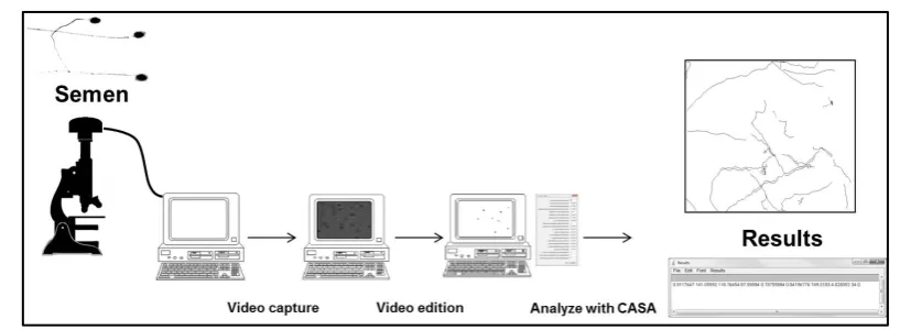 Figure S1. Presenting the method used to obtain and analyze fish sperm kinetics The diagram shows the different steps used in the protocol to generate kinetic information from semen samples