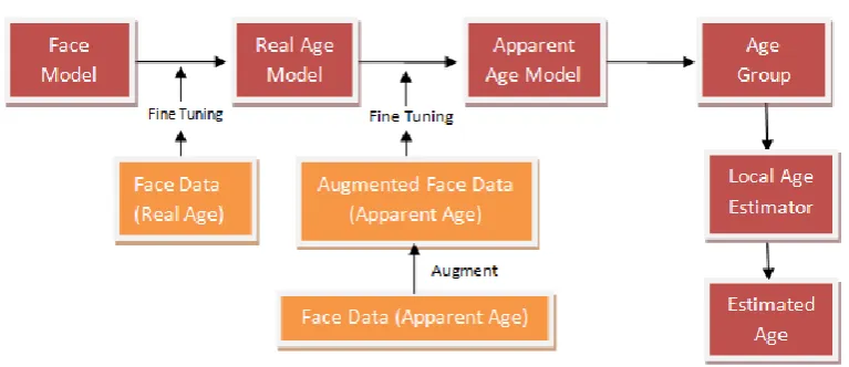 Fig. 1. Picture depicting the  model for automatic age estimation. 