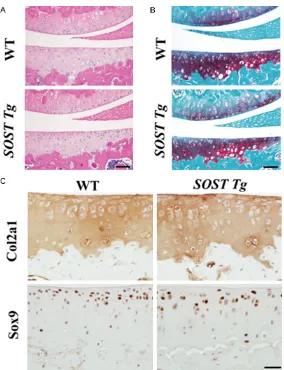 Figure 1. Basal articular cartilage in mates. (A) Safranin-O/Fast green and (B) H&E staining of the cartilage from 10-week-old bars = 50 μm