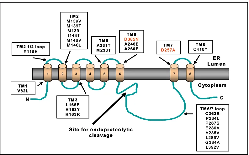 Fig 2.2: Schematic representation of PS1 showing eight transmembrane domains (TM). The boxes indicate some of the mutations identified in various regions of PS1