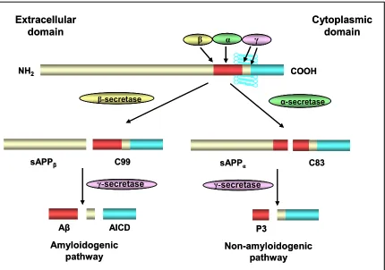 Fig 2.3: Schematic representation of the proteolytic processing of APP. APP undergoes two 