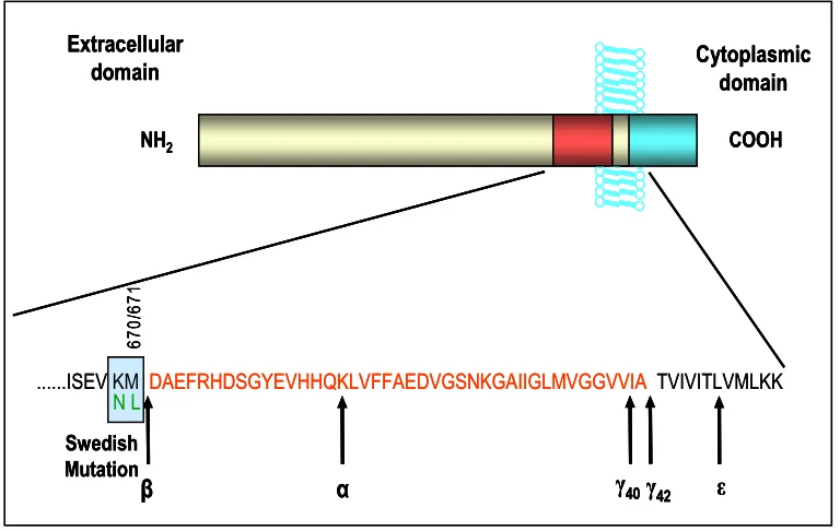 Fig 2.4: The sequence of APP containing the Aarrows. secretase cleavage start site. The normal cleavage site of region is expanded and shown as single letter amino acid code