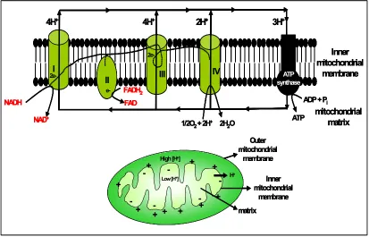 Fig 2.6: NADH and FADHcreates a proton motive force. ATP is synthesized when protons flow back to the mitochondrial matrix through an enzyme complex called ATP synthase that catalyses the synthesis of ATP